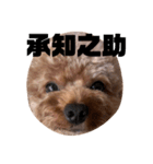 ちゃぼまる2（個別スタンプ：8）