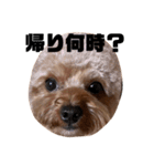 ちゃぼまる2（個別スタンプ：10）