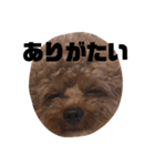 ちゃぼまる2（個別スタンプ：12）