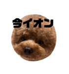 ちゃぼまる2（個別スタンプ：15）