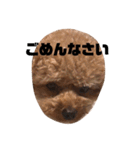 ちゃぼまる2（個別スタンプ：17）