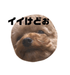 ちゃぼまる2（個別スタンプ：19）
