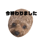 ちゃぼまる2（個別スタンプ：20）