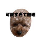 ちゃぼまる2（個別スタンプ：21）