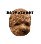 ちゃぼまる2（個別スタンプ：22）