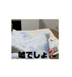 しまちゃん's 2'（個別スタンプ：10）