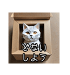 折り紙猫の関西弁スタンプ（個別スタンプ：2）