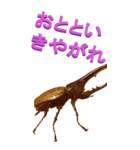 江戸っ子なヘラクレスオオカブトーBIG（個別スタンプ：13）