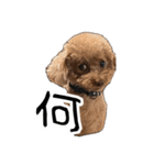 ばーにーくんのすたんぷ。（個別スタンプ：1）