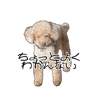 ばーにーくんのすたんぷ。（個別スタンプ：5）