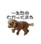 ばーにーくんのすたんぷ。（個別スタンプ：13）