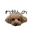ばーにーくんのすたんぷ。（個別スタンプ：21）