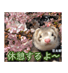 フェレズスタンプ⑦（個別スタンプ：5）