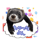 フェレズスタンプ⑦（個別スタンプ：11）