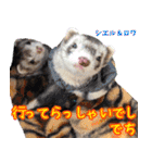 フェレズスタンプ⑦（個別スタンプ：16）
