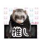 フェレズスタンプ⑦（個別スタンプ：19）