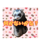 フェレズスタンプ⑦（個別スタンプ：25）