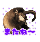 フェレズスタンプ⑦（個別スタンプ：27）