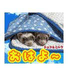 フェレズスタンプ⑦（個別スタンプ：28）