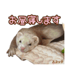 フェレズスタンプ⑦（個別スタンプ：33）