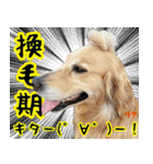 フェレズスタンプ⑦（個別スタンプ：36）