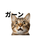 びっくり顔のAI猫（個別スタンプ：13）