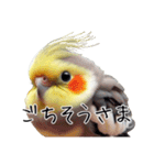 普段使いのオカメインコ 切り抜きver（個別スタンプ：2）