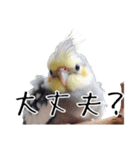 普段使いのオカメインコ 切り抜きver（個別スタンプ：3）