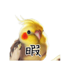 普段使いのオカメインコ 切り抜きver（個別スタンプ：5）