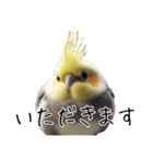 普段使いのオカメインコ 切り抜きver（個別スタンプ：6）