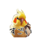 普段使いのオカメインコ 切り抜きver（個別スタンプ：8）