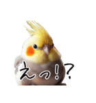 普段使いのオカメインコ 切り抜きver（個別スタンプ：10）