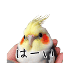 普段使いのオカメインコ 切り抜きver（個別スタンプ：15）