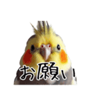 普段使いのオカメインコ 切り抜きver（個別スタンプ：18）