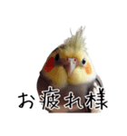 普段使いのオカメインコ 切り抜きver（個別スタンプ：22）