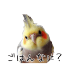 普段使いのオカメインコ 切り抜きver（個別スタンプ：23）