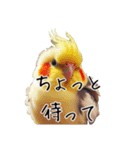 普段使いのオカメインコ 切り抜きver（個別スタンプ：24）