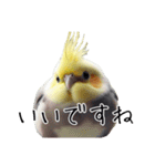 普段使いのオカメインコ 切り抜きver（個別スタンプ：25）