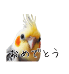 普段使いのオカメインコ 切り抜きver（個別スタンプ：26）