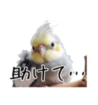 普段使いのオカメインコ 切り抜きver（個別スタンプ：27）