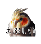 普段使いのオカメインコ 切り抜きver（個別スタンプ：29）