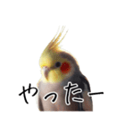 普段使いのオカメインコ 切り抜きver（個別スタンプ：30）