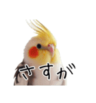 普段使いのオカメインコ 切り抜きver（個別スタンプ：35）