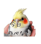 普段使いのオカメインコ 切り抜きver（個別スタンプ：36）