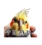 普段使いのオカメインコ 切り抜きver（個別スタンプ：37）