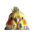 普段使いのオカメインコ 切り抜きver（個別スタンプ：40）