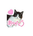 はち（ネコ）（個別スタンプ：1）