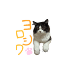 はち（ネコ）（個別スタンプ：2）