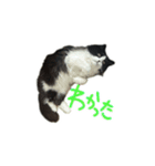 はち（ネコ）（個別スタンプ：3）