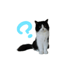 はち（ネコ）（個別スタンプ：5）